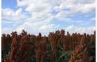 Property photo 107 - LAND AUCTION, 3255+/- Acres offered in 13 Tracts